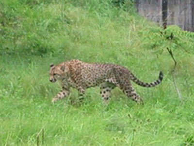 The National Zoo can tell their cheetahs apart very easily by looking at the stripes on their tails. The stripes on their tales are much like fingerprints for humans.
