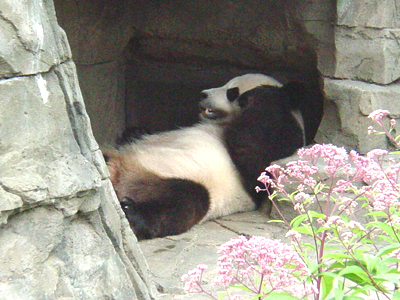 Since summer's in DC can get pretty hot, the Zoo has air conditions caves for the Pandas. 