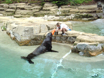 National Zoo has one male California sea lion, Norman, and one female, Maureen.