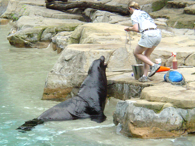 Maureen was wild-born in May 1977. NZP acquired her from Marineland in 1978.