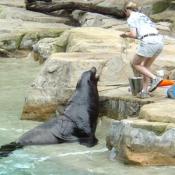 Maureen was wild-born in May 1977. NZP acquired her from Marineland in 1978.