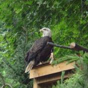 The refuge allows visitors to view the eagles in a setting similar to the birds wild habitat. 