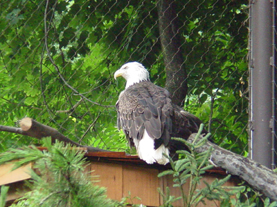 Bald eagles have lived up to 48 years in zoos, although their life span in the wild is likely far shorter. 