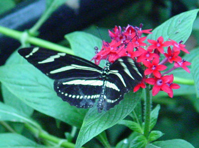 The Zoos Butterfly Garden is located behind the Invertebrate House. 