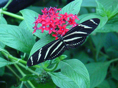 This is a Zebra Longwing Butterfly.