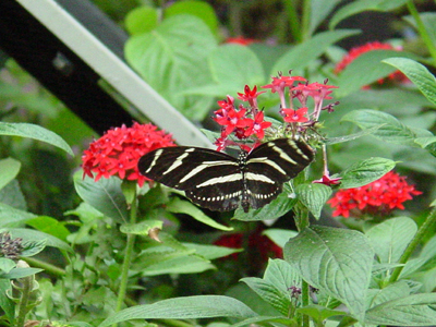 They prefer clusters of tubular shaped flowers or larger flat flowers that can support their weight while feeding on nectar.