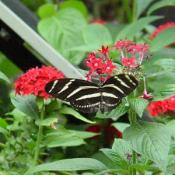 They prefer clusters of tubular shaped flowers or larger flat flowers that can support their weight while feeding on nectar.