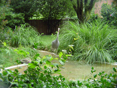 They stand 1.5 m tall, average 7-10 kg in weight, and have a 2.5 m wing span.