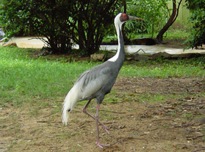 The white cranes are the most aquatic of the world's 15 crane species. 