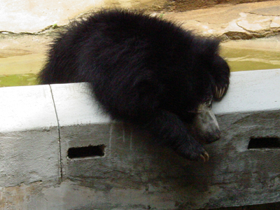 This sloth bear is sleeping.