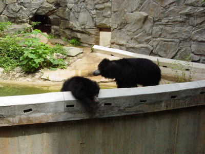 Sloth bears grow five to six feet long, stand two to three feet high at the shoulder, and weigh from 120 (in lighter females) to 310 pounds (in heavy males).