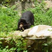 Sloth Bears are native to the Indian sub-continent.