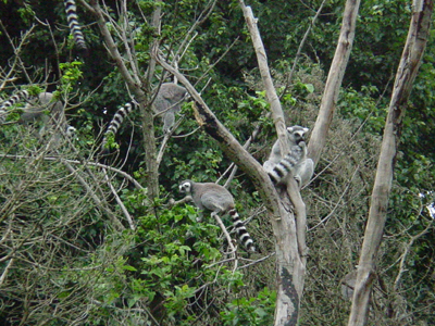 Lemurs live in arid, open areas and forests. 