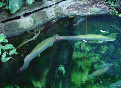 The scales are quite large. Its mouth is turned up toward the surface of the water, and it feeds at the surface.