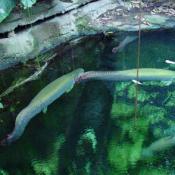 The scales are quite large. Its mouth is turned up toward the surface of the water, and it feeds at the surface.