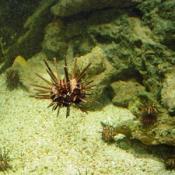 This is a sea urchin.