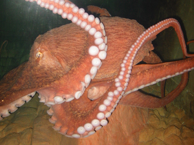 The Octopus Enrichment Program provides the Giant Pacific octopus opportunities for exploration and interaction similar to that observed in the wild. 