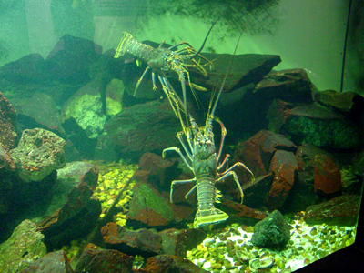 I really don't think these lobsters like each other.