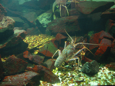These lobsters fight with each other.