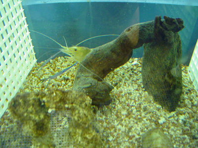 The shrimp is hiding from your dinner plate.