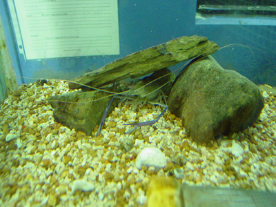 All sorts of little weird guys live in the invertebrate exhibit.