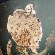 Thousands and thousands of Ants!