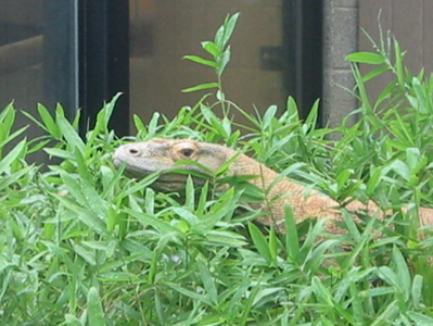 The world's largest lizards, Komodo dragons grow as long as ten feet and can weigh more than 350 pounds. 