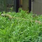 Last September, the Zoo opened a new open-air, outdoor enclosure for the giant reptiles. 