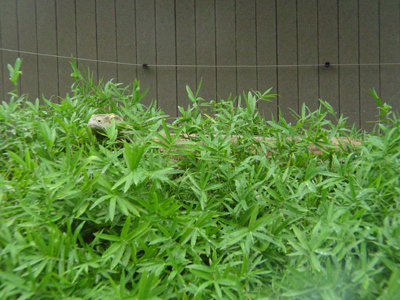 The 620-square-foot addition will allow Precious, the male, and Kraken, the female, to roam outdoors and benefit from direct sunlight in warm-weather months.