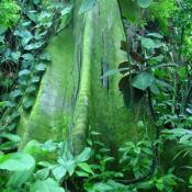 If you were in the Amazon, this is the type of tree you would find