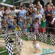 Duck also raced at the fair