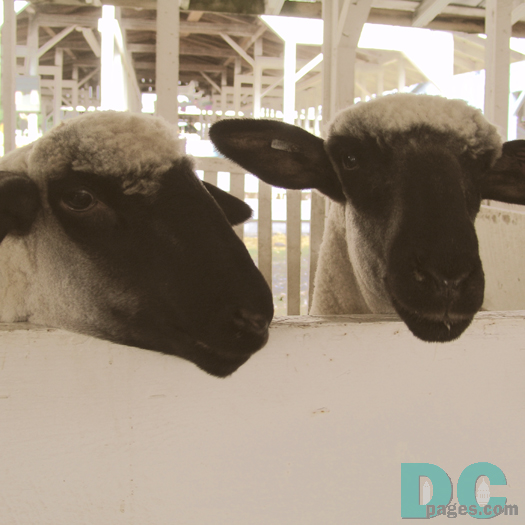 Baaaa Baaaa. Nice sweater. I looks like my mother's