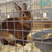 Large Domestic Rabbit