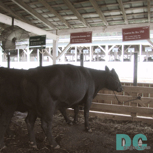 This Certified Angus Beef is the world's premium brand of fresh beef. 