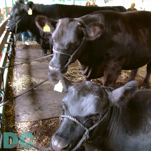 Showing beef cattle not only generates enthusiasm and competition in the show ring, but also teaches valuable lessons that can be used in day to day life. These lessons include responsibility, learning about work and determination to reach a goal, winning graciously and losing with dignity. 
