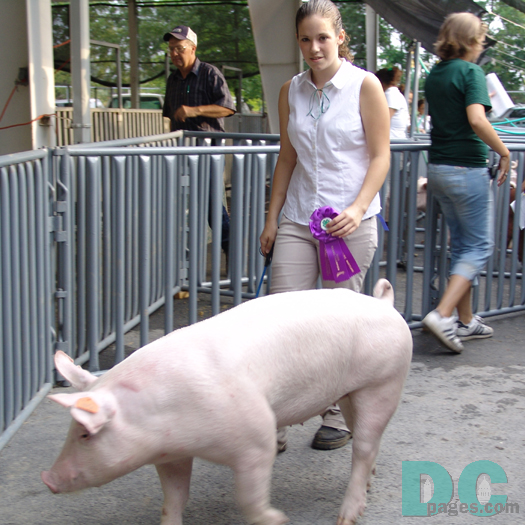 When judging swine, you should first view the animal from the ground and work your way up and then from the rear and work your way forward. This is fine fine specimen was a winner at the Montgomery County Agricultural Fair.