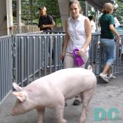 When judging swine, you should first view the animal from the ground and work your way up and then from the rear and work your way forward. This is fine fine specimen was a winner at the Montgomery County Agricultural Fair.