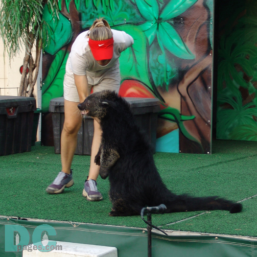 Malay Bear