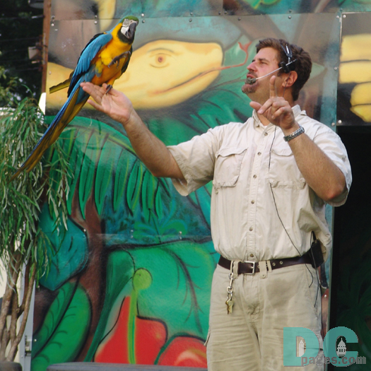 Birds of the parrot family can be found in most of the warm parts of the world, including India, South East Asia and West Africa.