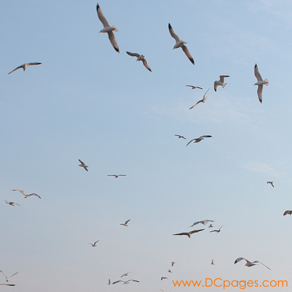 Birds watch the crowd from above looking for food.