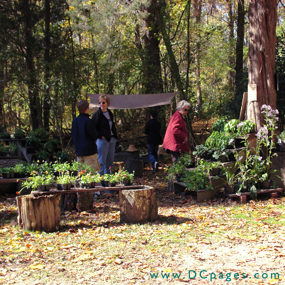 Claude Moore Farm grows herbs and flowers on the property. These plants were sold at the Market Fair.