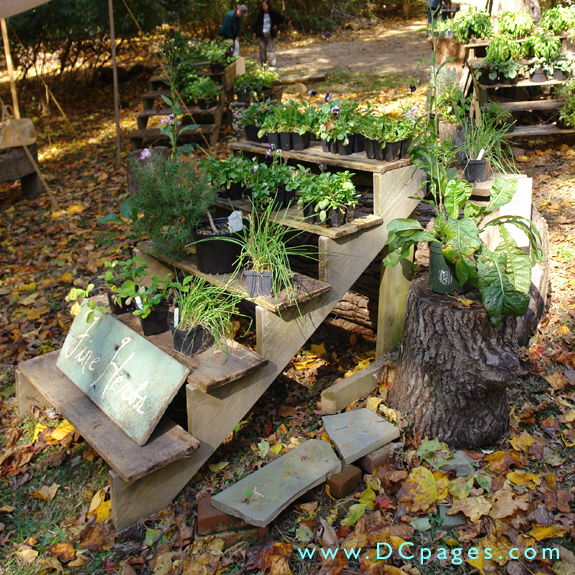 All plants shown were grown in 18th century Virginia.