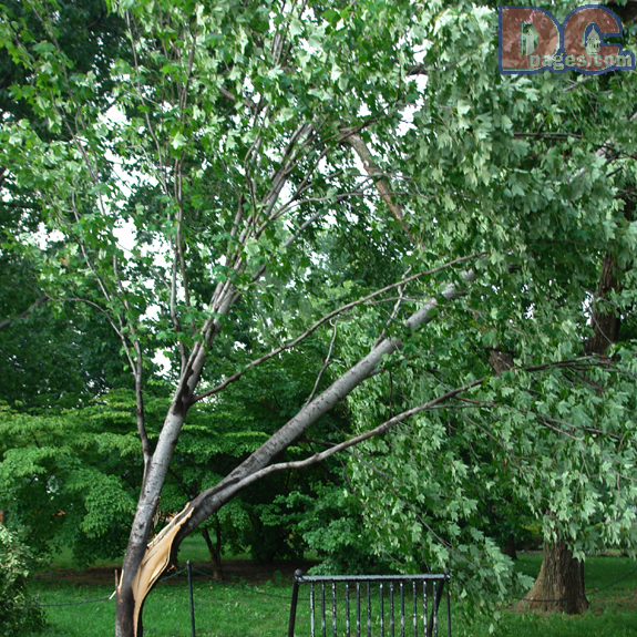 An unusual microburst storm damaged this tree.