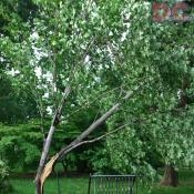 An unusual microburst storm damaged this tree.