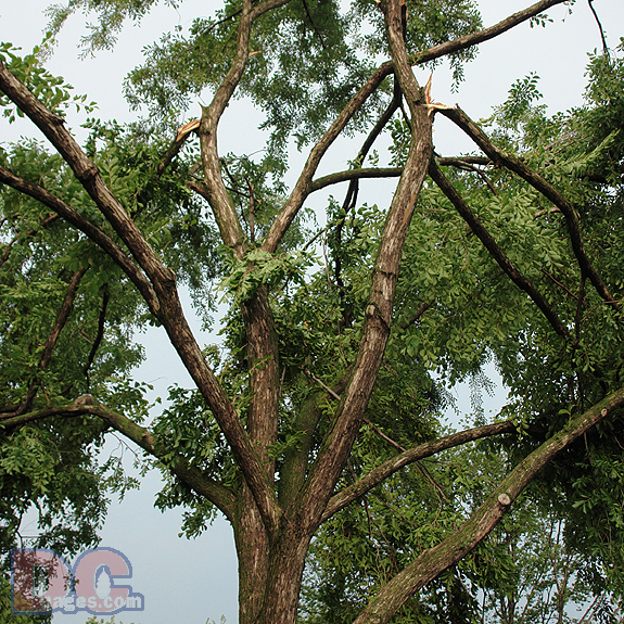 The power of wind broke this trees limbs.
