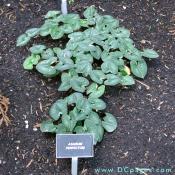 Asarum Perfectum