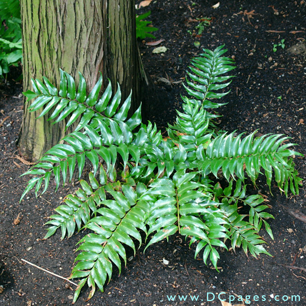 Fern can be seen in Cryptomeria walk.