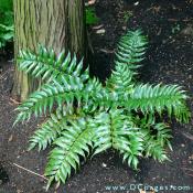 Fern can be seen in Cryptomeria walk.