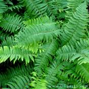 Fern can be seen in Cryptomeria walk.