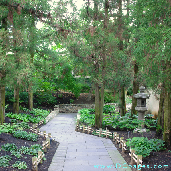 Path through Cryptomeria